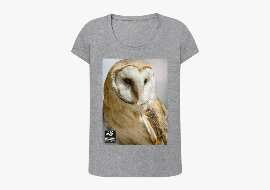 Barn Owl, HD Png Download, Free Download
