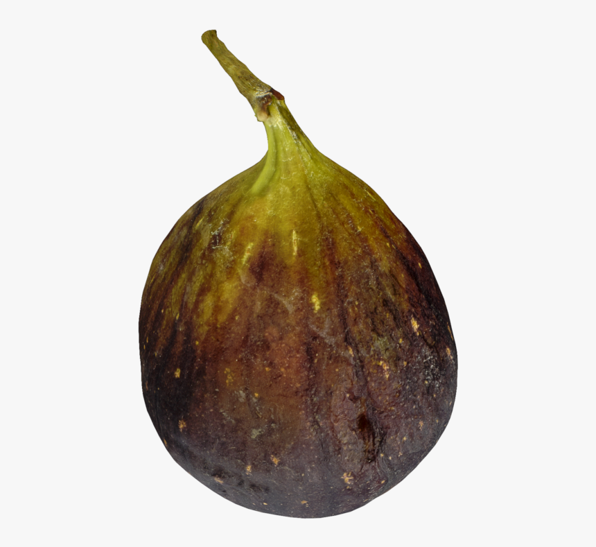 Common Fig, HD Png Download, Free Download