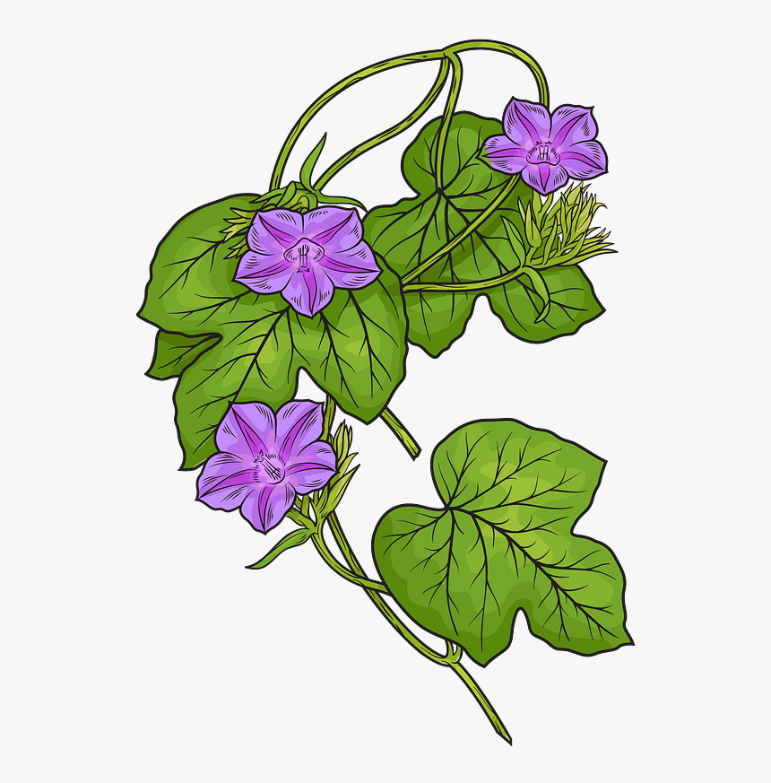 Fig Leaved Morning Glory Clipart - Morning Glory Plant Clipart, HD Png Download, Free Download