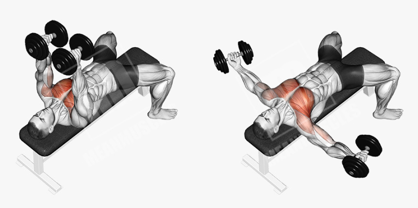 Dumbbell-flys - Bench Press Dumbbell Fly, HD Png Download, Free Download