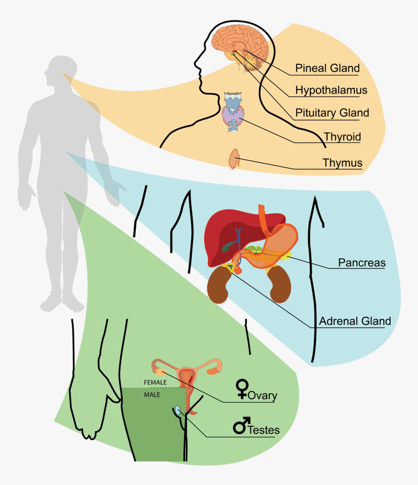 Endocrine System Hormone Cartoon, HD Png Download, Free Download