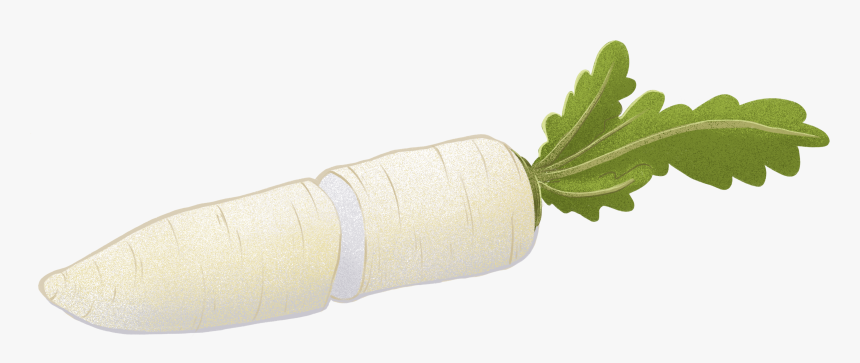 Daikon, HD Png Download, Free Download