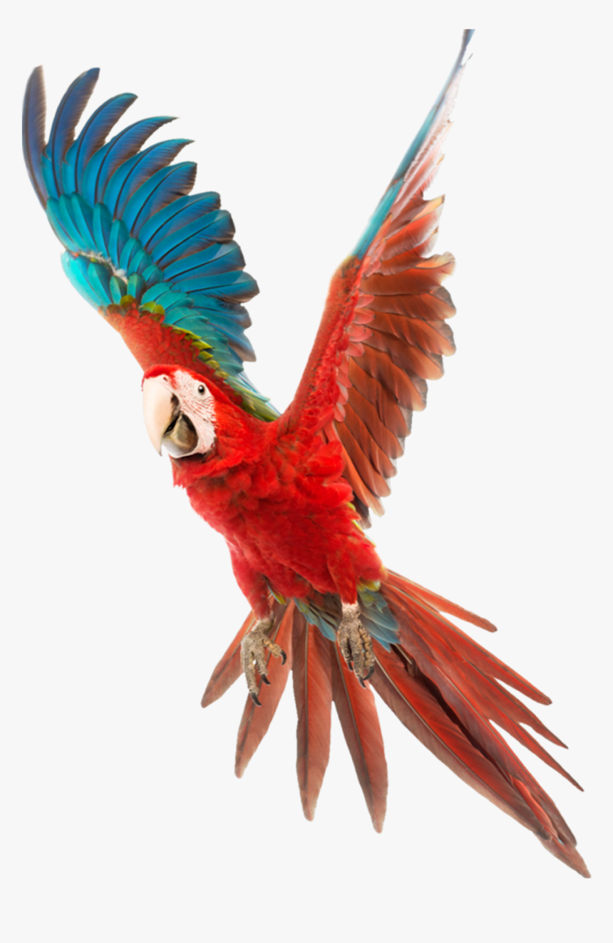 Vector Free Download Bird Budgerigar Cockatiel Cage - Colorful Flying Birds Png, Transparent Png, Free Download