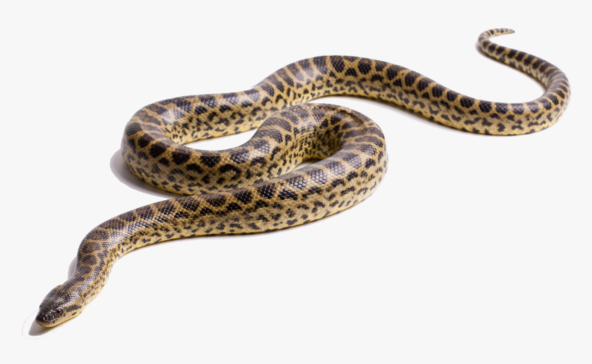 Transparent Viper Clipart - Green Anaconda Transparent, HD Png Download, Free Download