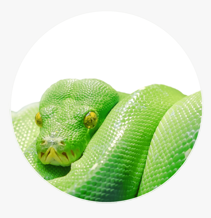 Green Snake - Tree Snake, HD Png Download, Free Download