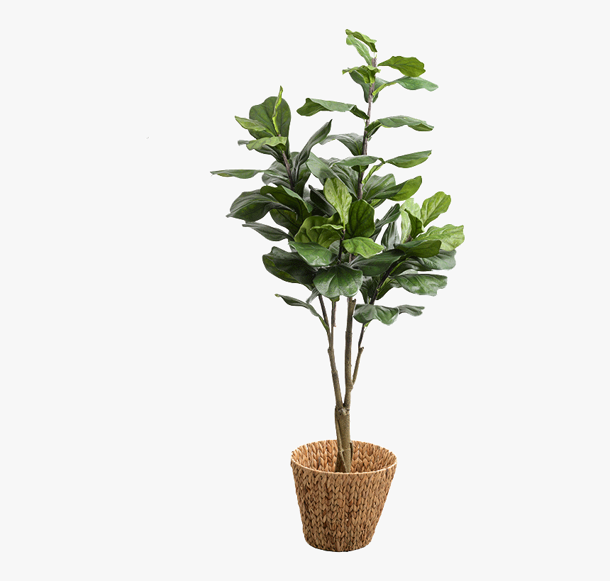 Houseplant, HD Png Download, Free Download