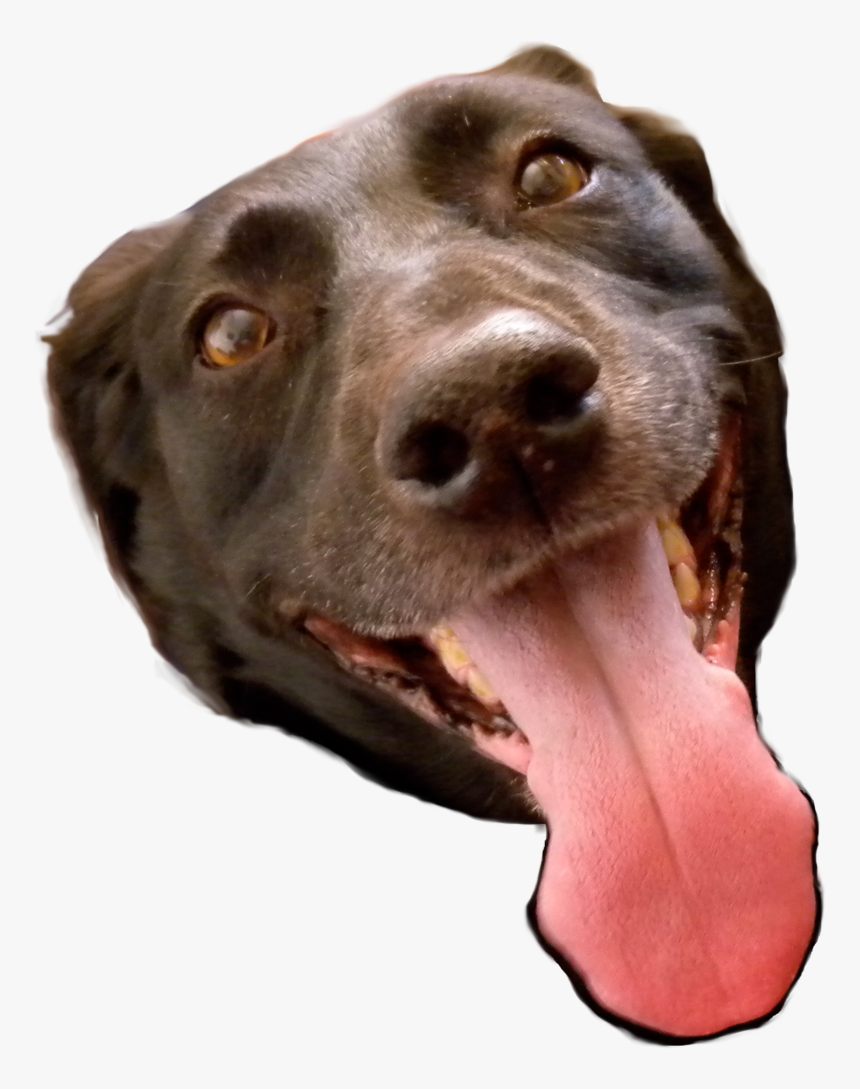 Steve Head Png, Transparent Png, Free Download