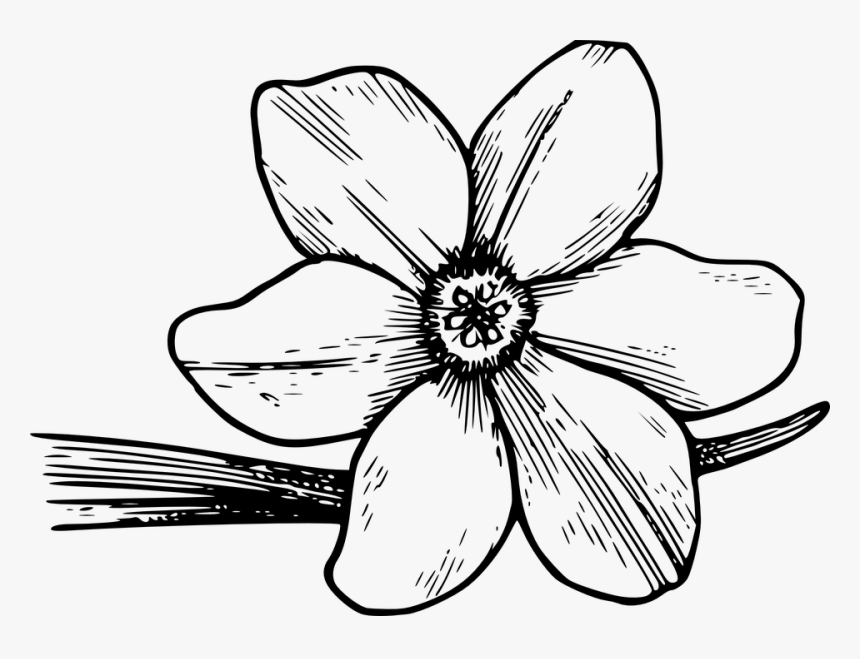 Corolla Flower To Draw, HD Png Download, Free Download