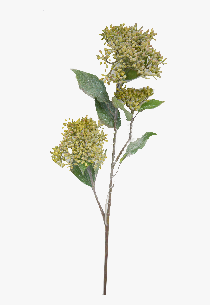 Frosted Dogwood Spray - Osage Orange, HD Png Download, Free Download