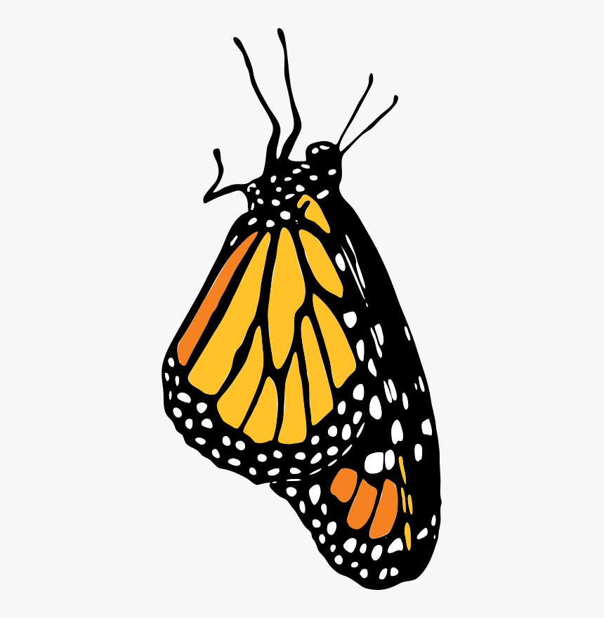 Monarch Png , Png Download - Side Monarch Butterfly Outline, Transparent Png, Free Download