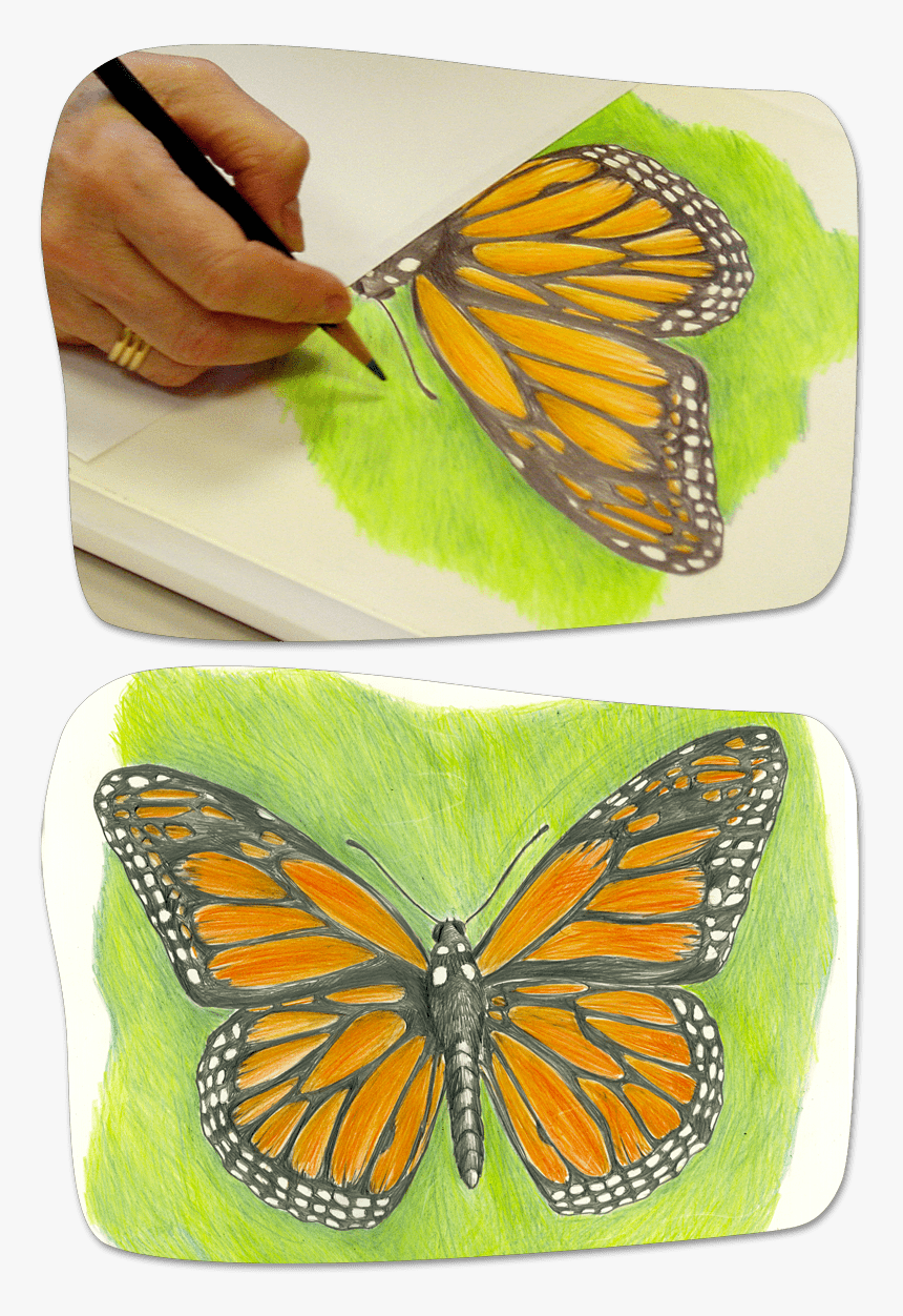 Coloring In The Background - Butterfly Drawing, HD Png Download, Free Download