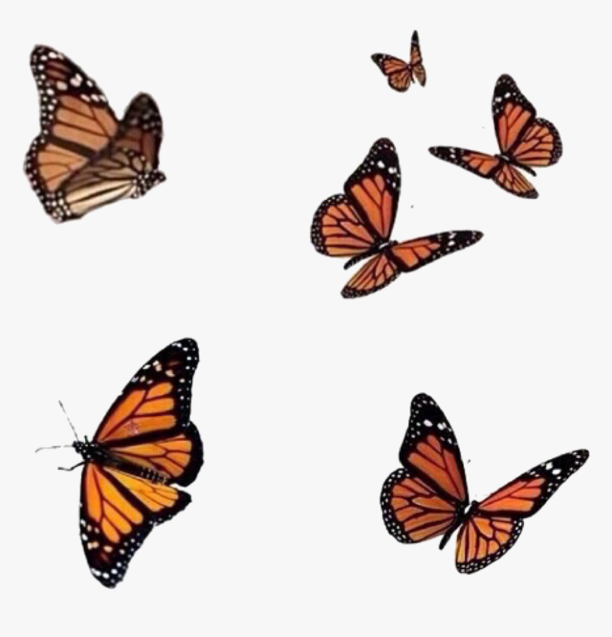 Monarch Butterfly Drawing, HD Png Download, Free Download