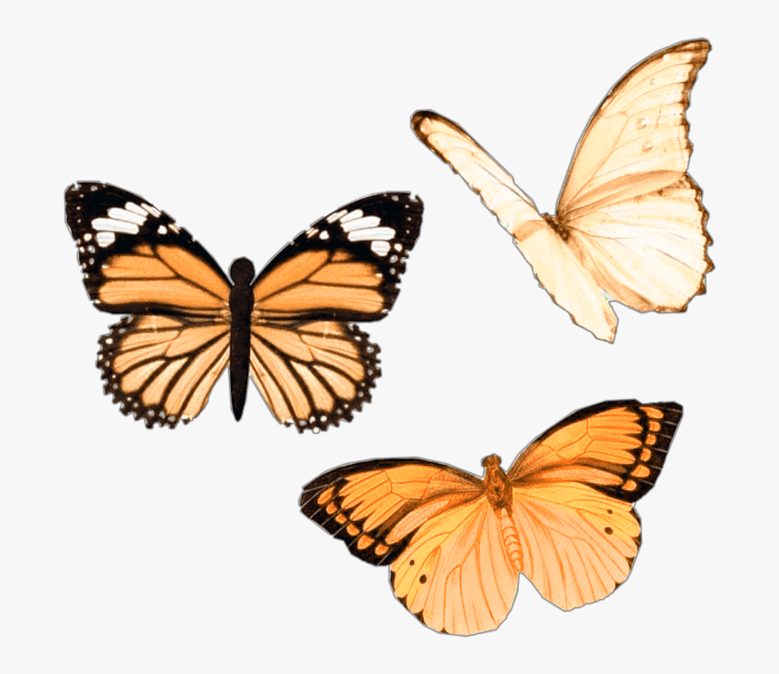 #png #sticker #moodboard #niche #moodboardfiller #butterfly - Vsco Butterfly, Transparent Png, Free Download