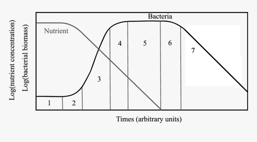 Bacteria Growth Phases, HD Png Download, Free Download