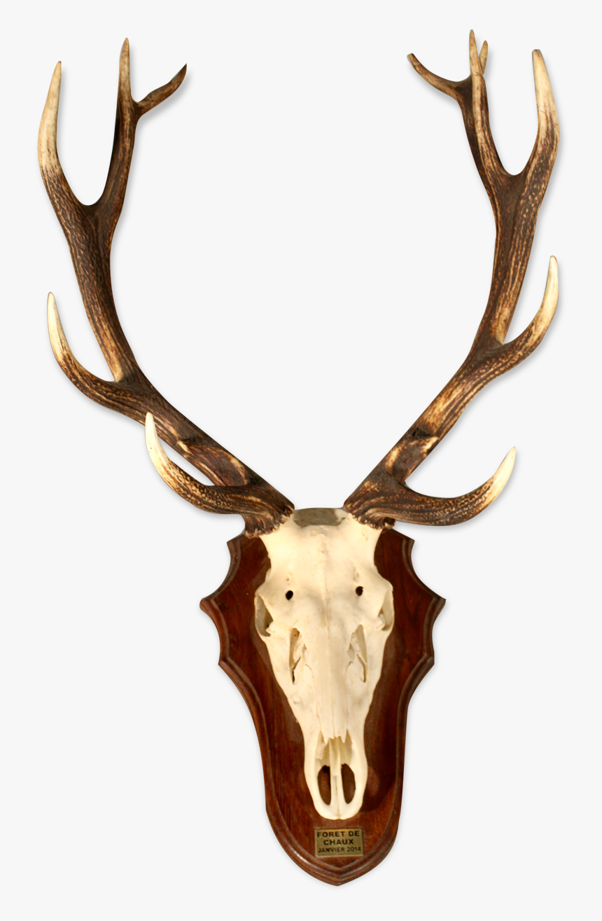 Deer Massacre Carrying 11 Horns"
 Src="https, HD Png Download, Free Download