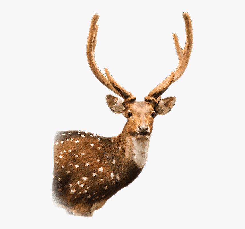 Axis Deer - Axis Deer Png, Transparent Png, Free Download