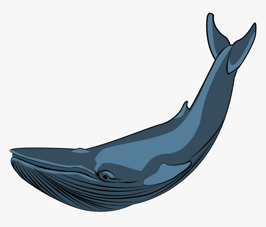 Whale Drawing Ocean - Blue Whale, HD Png Download, Free Download