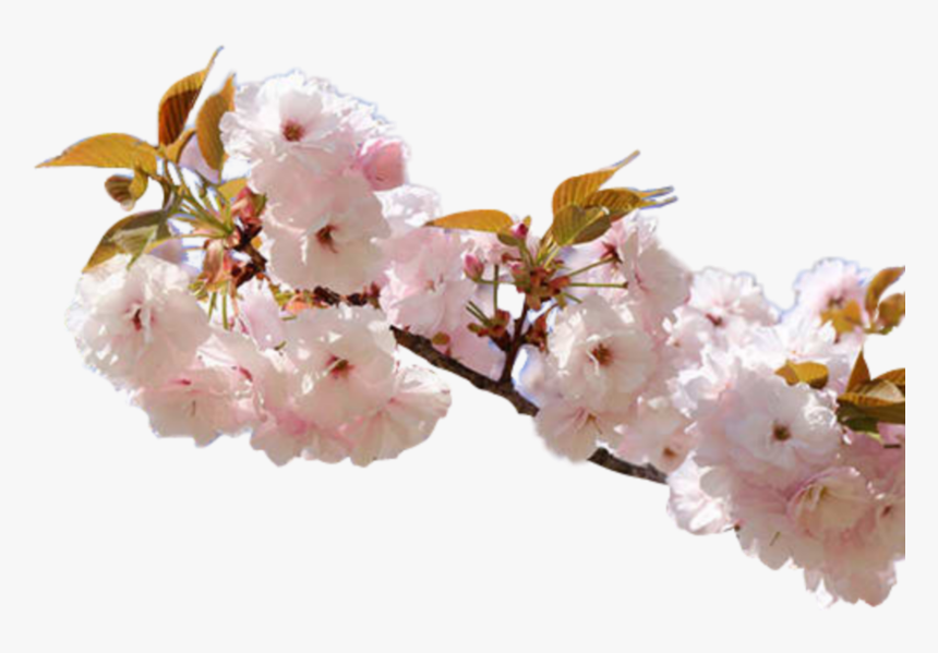 #flower #pink #cherry #nature #rose #blossom #aesthetic - Cherry Blossom, HD Png Download, Free Download