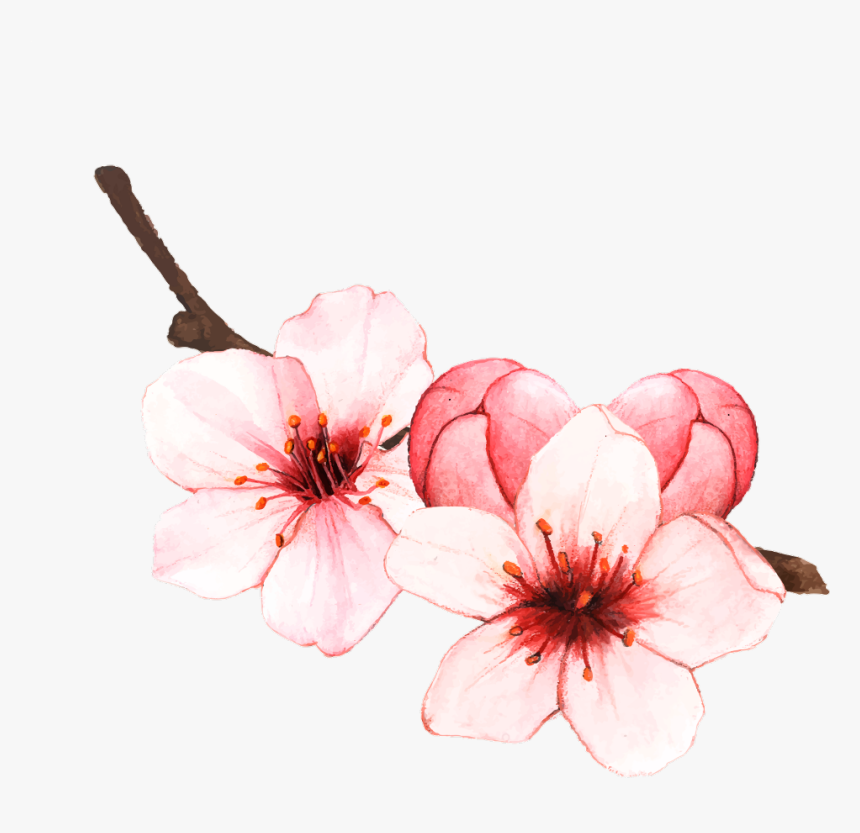 #cherryblossom #sakura #spring #blossom #springiscoming - Cherry Blossoms Flowers Drawing, HD Png Download, Free Download