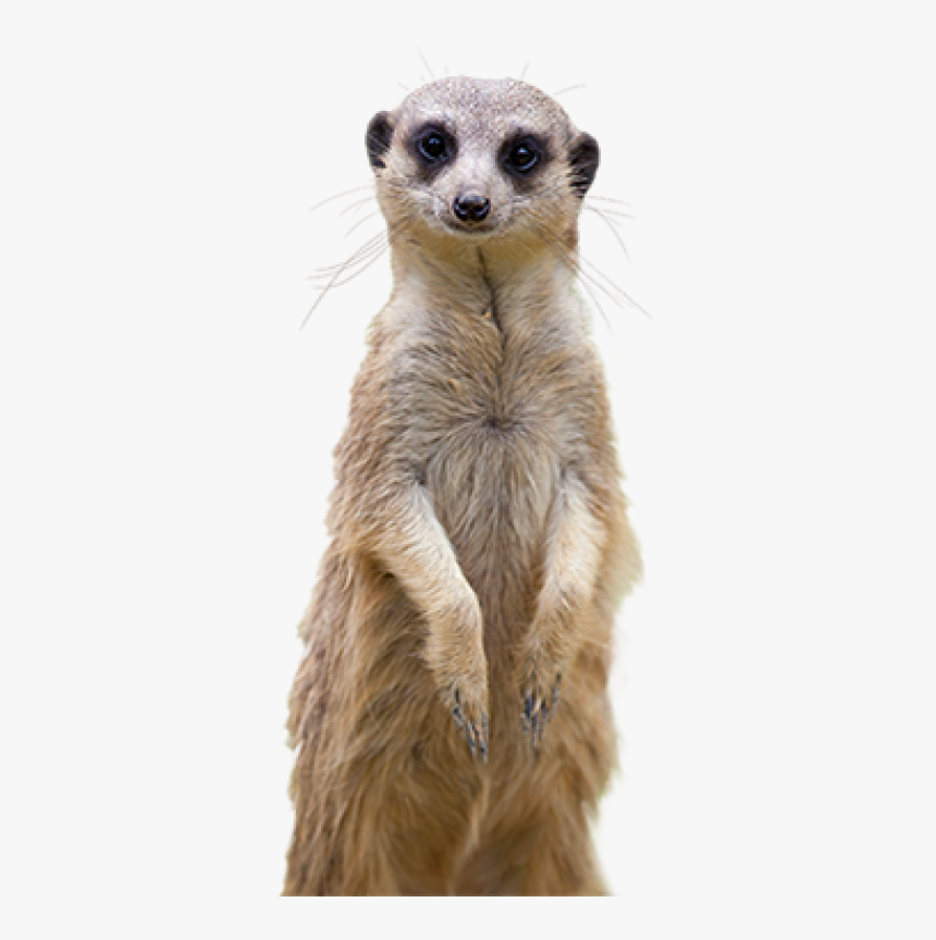 Meerkat Png Images - Meerkat On White Background, Transparent Png, Free Download