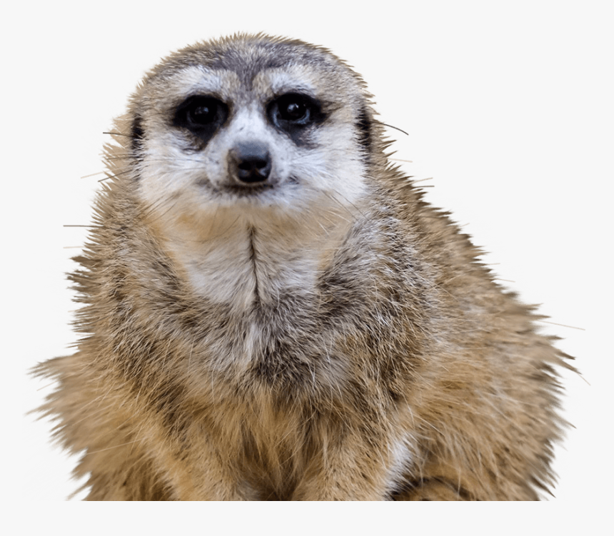 Thumb Image - Meerkat, HD Png Download, Free Download