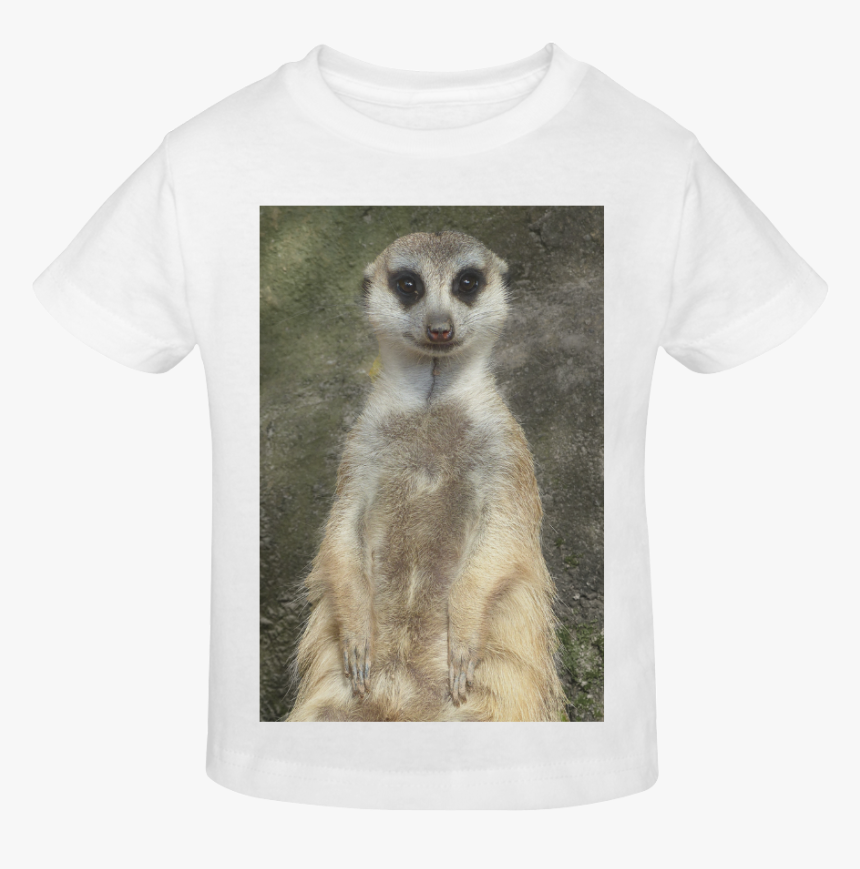 Meerkat , Png Download - Meerkat, Transparent Png, Free Download