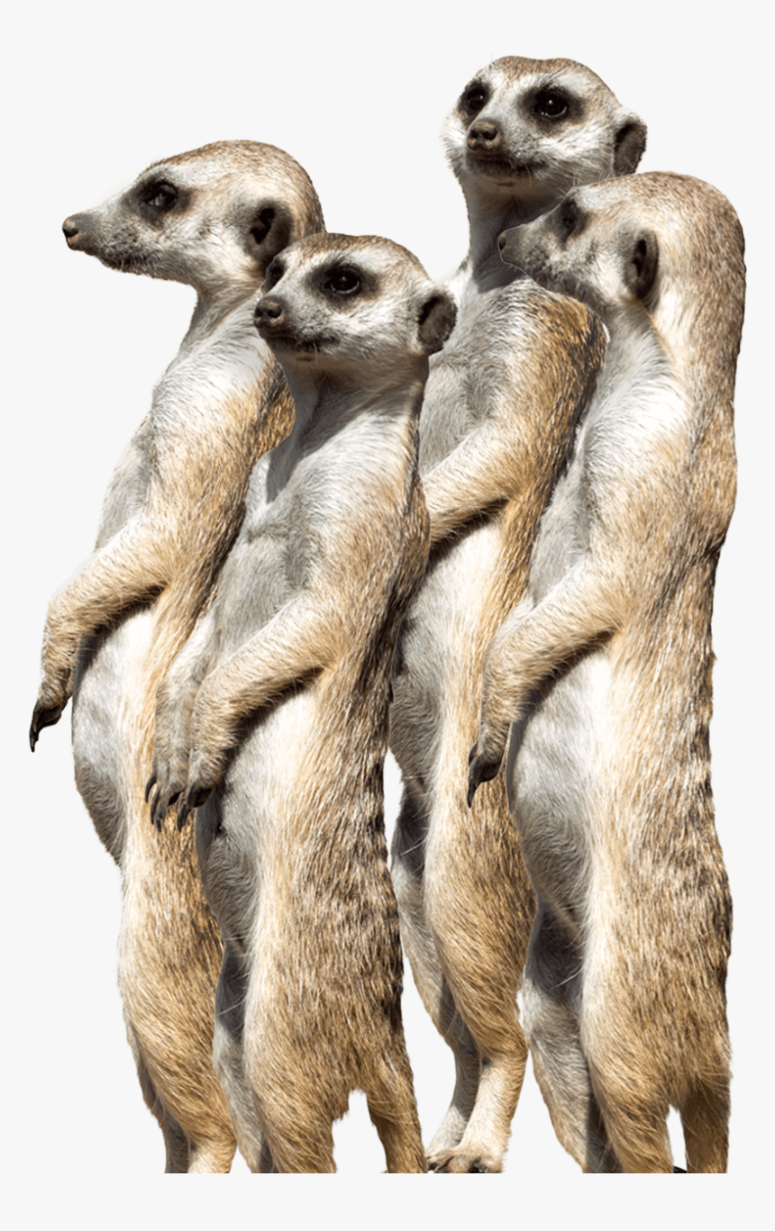 Meerkat , Png Download - Meerkat Png, Transparent Png, Free Download