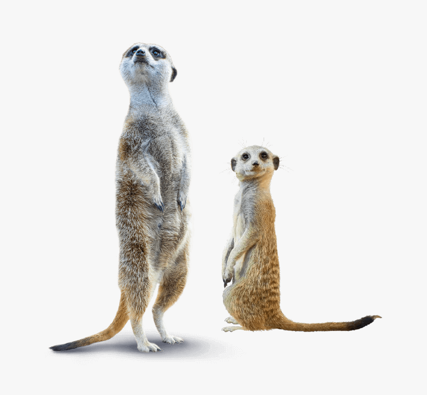 Meerkat, HD Png Download, Free Download