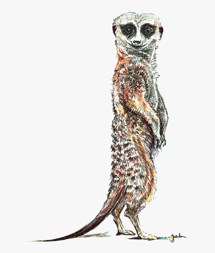 Meerkat, HD Png Download, Free Download