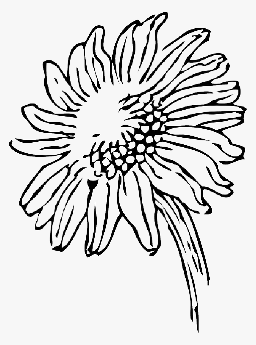 Black And White Clipart Sun Clip Black And White Sun - Transparent Sunflower Clipart Black And White, HD Png Download, Free Download