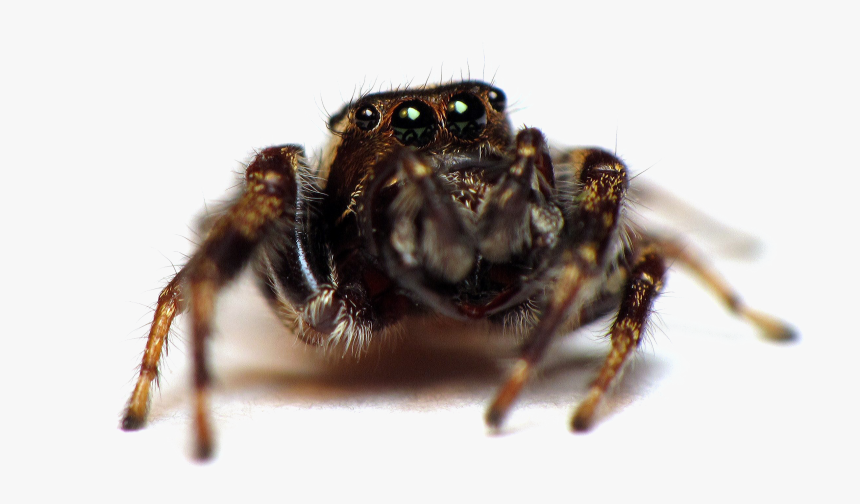 Jumping Spider Transparent Image - Spider Insecticide, HD Png Download, Free Download