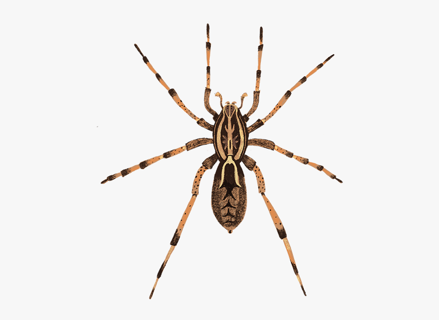 Wolf-spider - Tegenaria Parietina, HD Png Download, Free Download