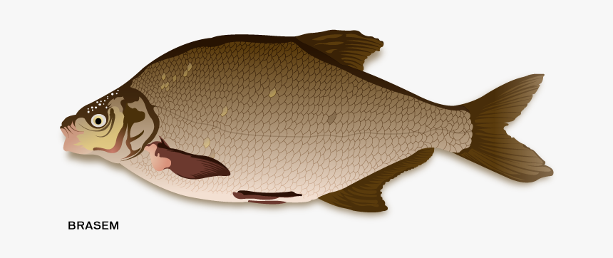 Pomacentridae, HD Png Download, Free Download