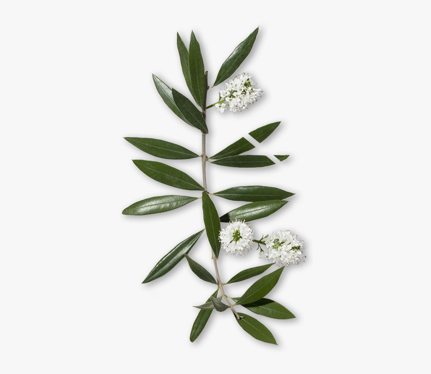 Marsh Labrador Tea, HD Png Download, Free Download