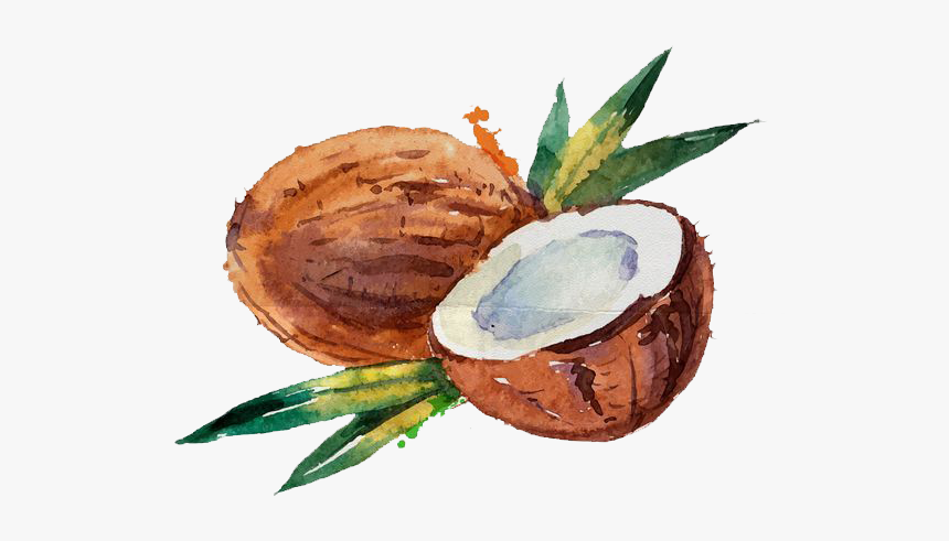 Coconut Illustration, HD Png Download, Free Download