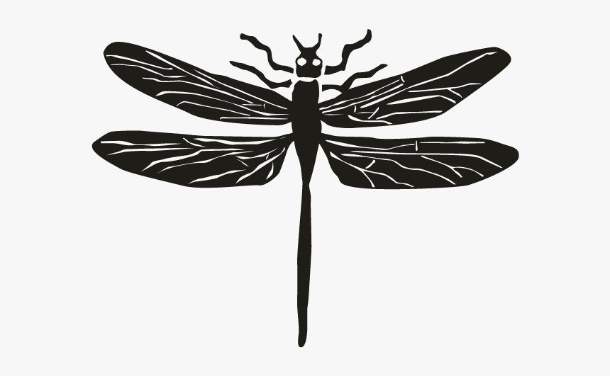 Dragonflies And Damseflies, HD Png Download, Free Download