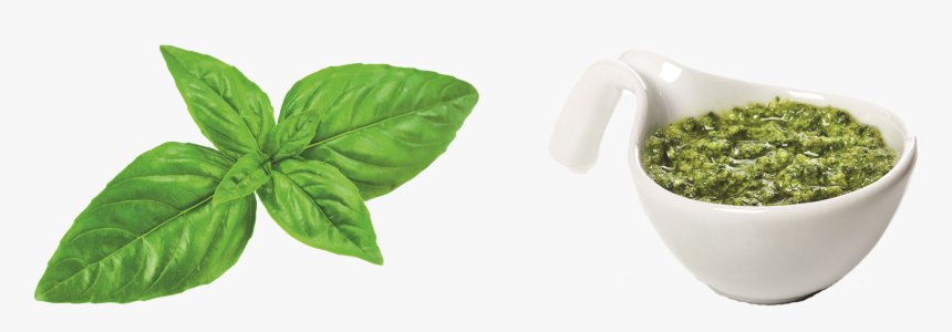 Pesto Leaves Png Free Download - Mate Cocido, Transparent Png, Free Download