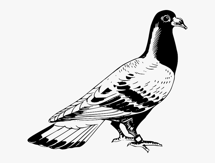 Homing Pigeon English Carrier Pigeon Columbidae Drawing - Pigeon Clipart Black And White, HD Png Download, Free Download