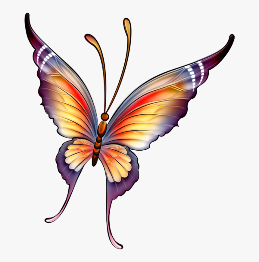 Color Drawing Of Butterfly, HD Png Download, Free Download