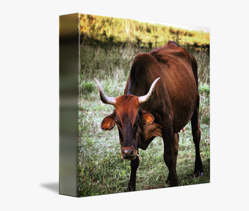 Texas Longhorn English Ox - English Longhorn, HD Png Download, Free Download