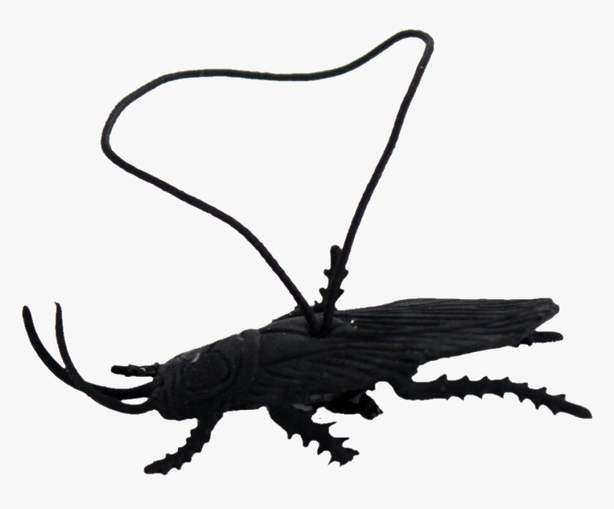 Transparent Roach Clipart - Longhorn Beetle, HD Png Download, Free Download