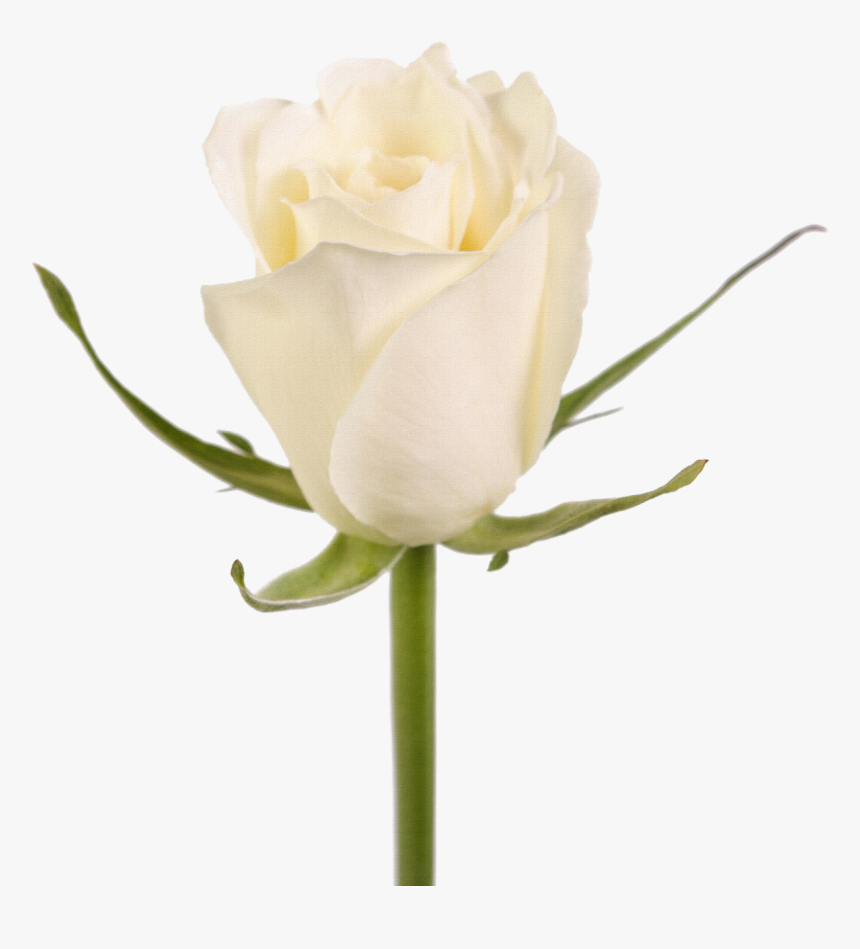 Rosa Blanca Png - Garden Roses, Transparent Png, Free Download