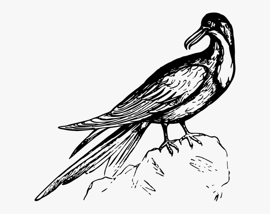 Animal, Bird, Frigate, Frigate Bird, Seabird - Aves Exoticas Vector Png, Transparent Png, Free Download