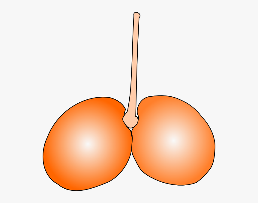 Cherry Double Clip Art Free Vector - Cherry, HD Png Download, Free Download