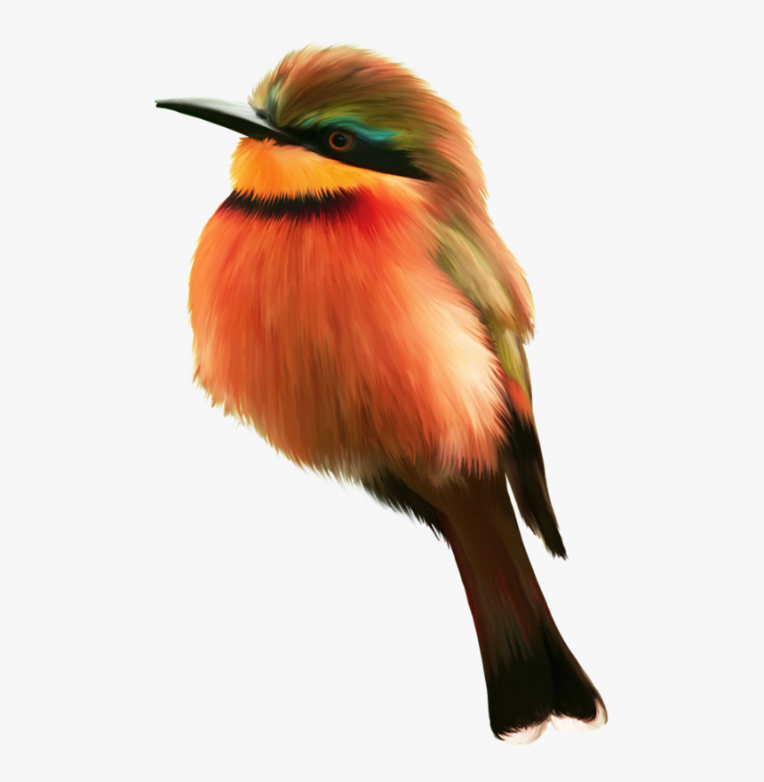 Oiseau Orange Png, Transparent Png, Free Download