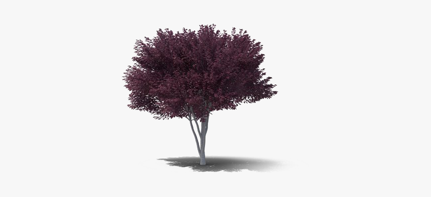 Plum Png Background Image - Maple, Transparent Png, Free Download