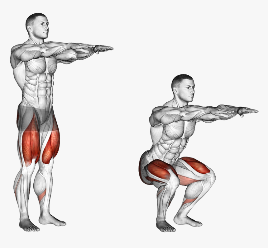 Dumbbell Squat, HD Png Download, Free Download