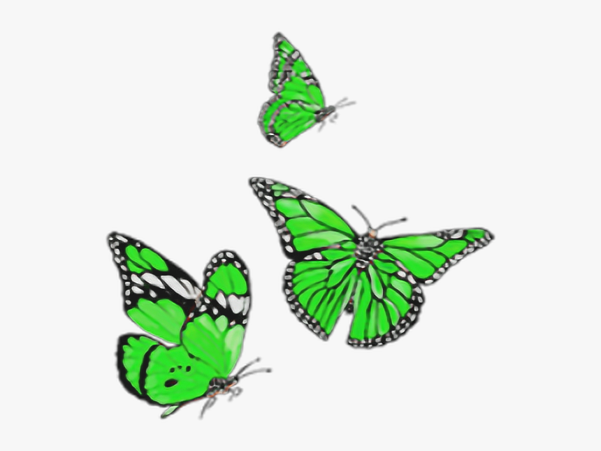 #butterfly #green #insect #butter #sticker #random - Papillons Picsart, HD Png Download, Free Download