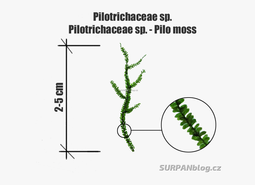 Transparent Moss Png - Shortleaf Black Spruce, Png Download, Free Download