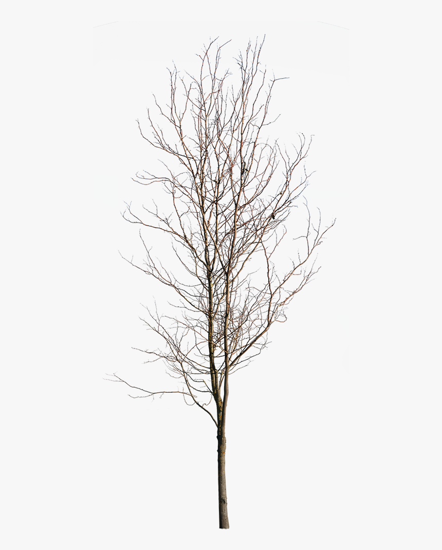 Deciduous Tree Winter V - Cut Out Winter Trees Png, Transparent Png, Free Download